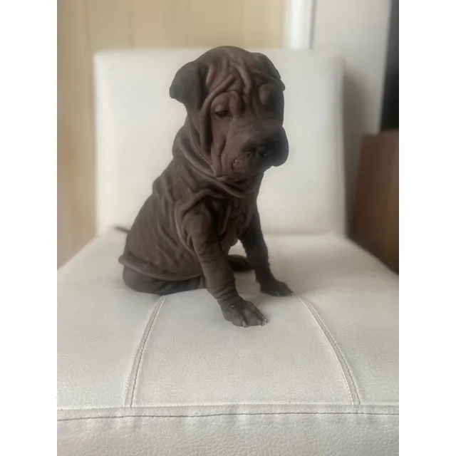 Cachorros Sharpei Medellin Animal Pets Colombia 