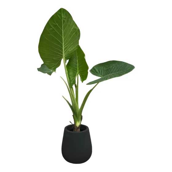 Combo Alocasia Oreja De Elefante Grande + Maceta Rotomod 40
