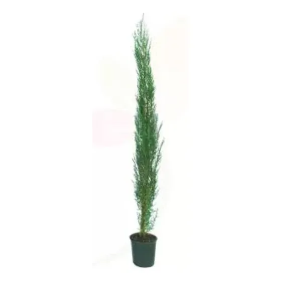 Ciprés Piramidal 120 Cm Con Maceta - Tótum