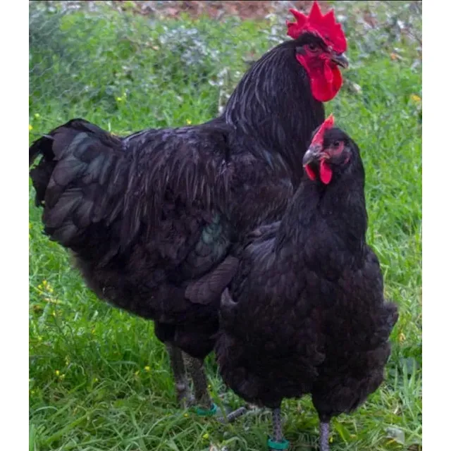 Huevos Fértiles De Jersey Gigantes 