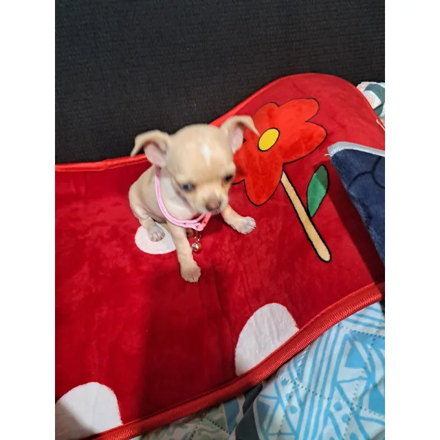 Chihuahua Hembra Miniatura Pelo Corto