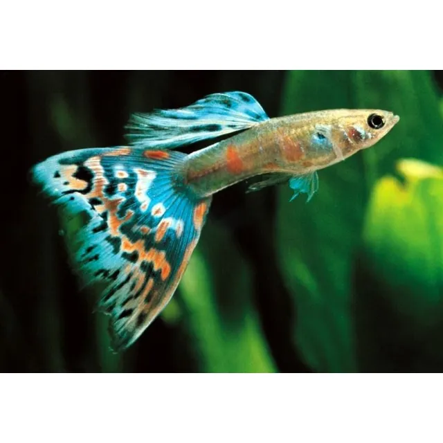 Lebistes Guppys Peces Tropicales (precio Por 1 Pareja )