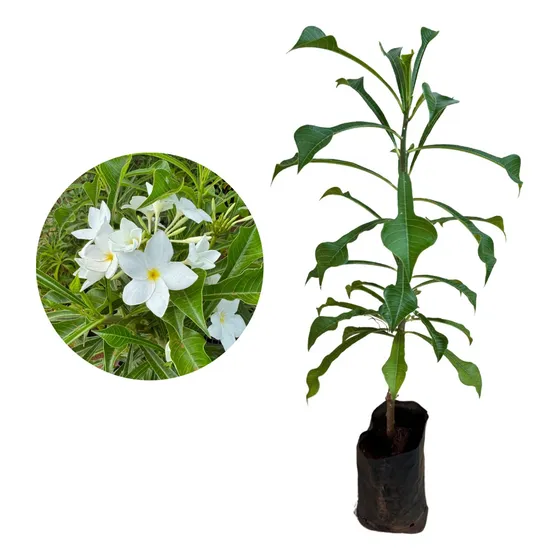 Muda De Jasmim Do Caribe