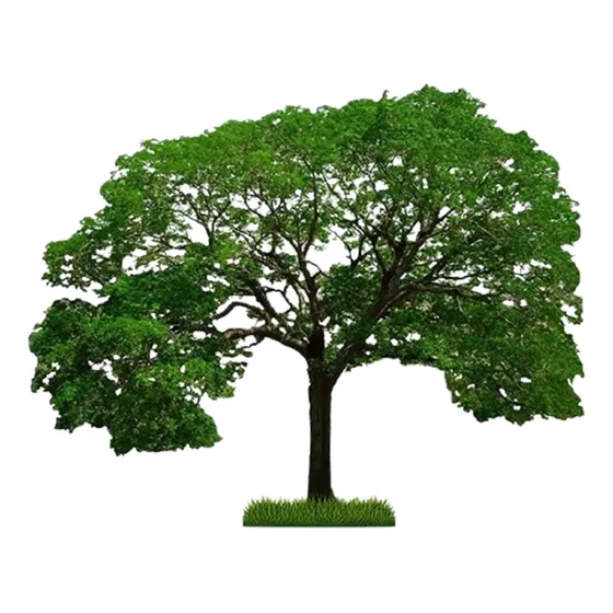 Arboles De Buena Sombra Y Crecimiento Rapido