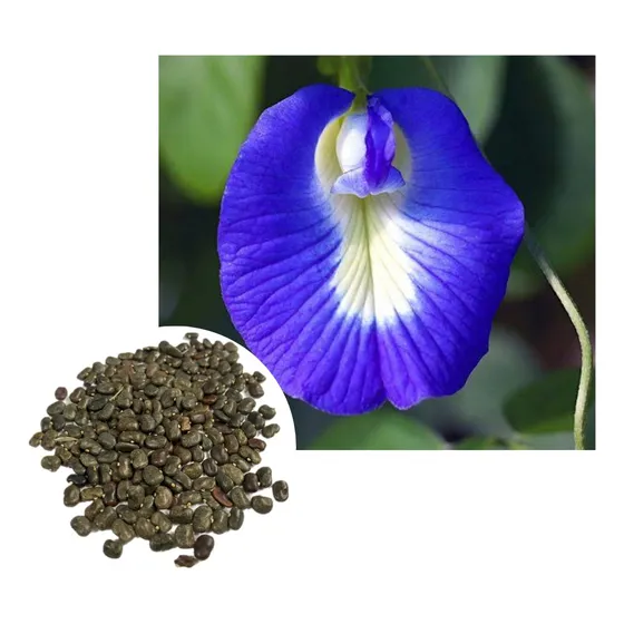 Sementes De Fada Azul Clitoria Ternatea - 100gr
