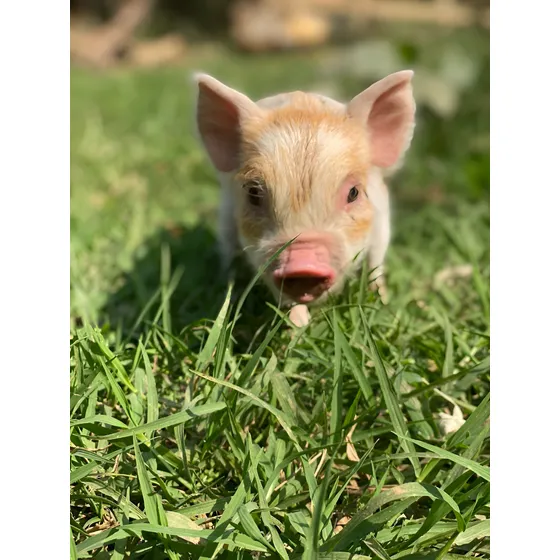 Mini Porco Fêmea - Excelente Linhagem - Filhotes