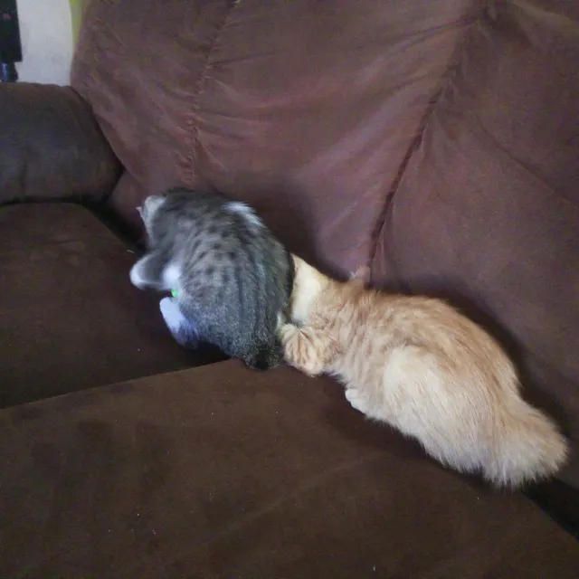 Amantes De Felinos Doy En Adopción Gatitos Manx