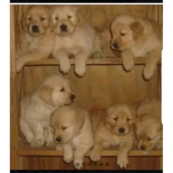 Cachorros Golden Retriever 16