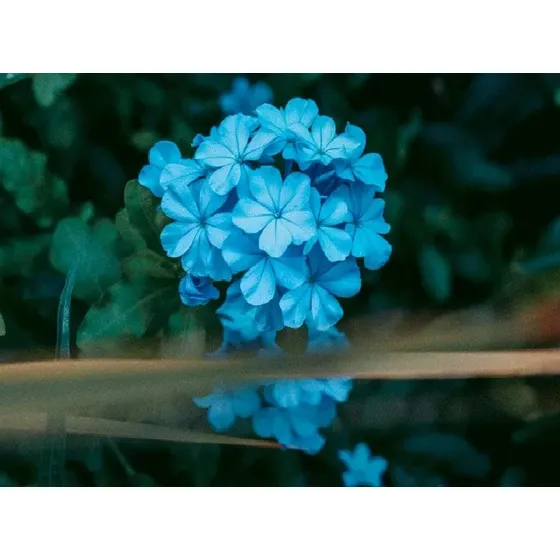Corona De Cristo Azul + Regalo Y Semillas