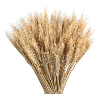 Ramo Flores Naturales Secas Espiga De Trigo X 40 Unidades Ramo Flores Naturales Secas Espiga De Trigo X 40 Unidades
