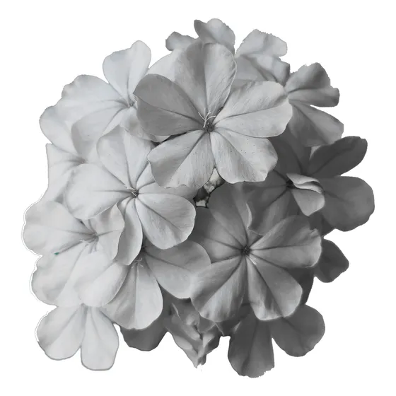 Planta Jazmín Del Cielo Blanco X 3u. Enredadera Trepadora