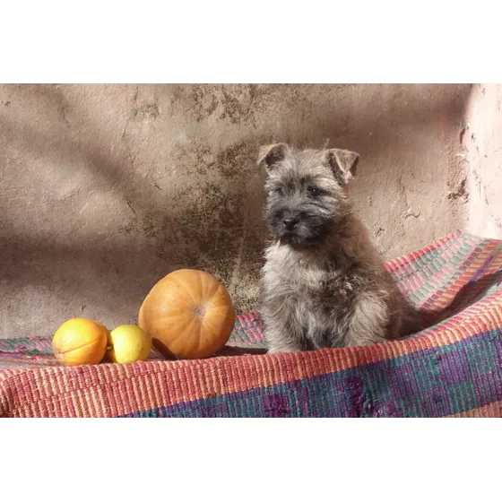 Cachorras Cairn Terrier Hembra Con Pedigree