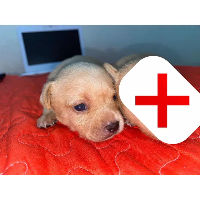 Cachorro Chihuahua