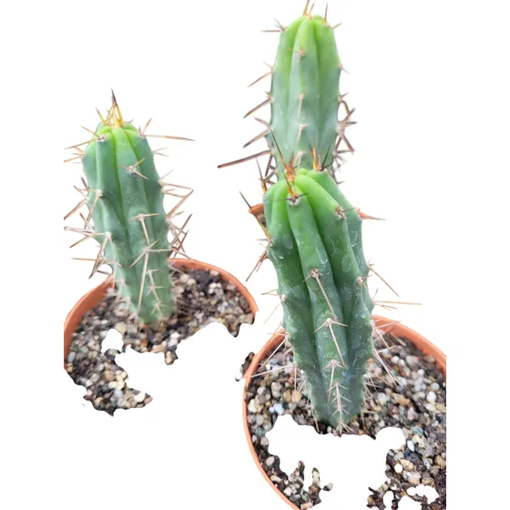 Trichocereus Bridgesii. Cactus Boliviano. Achuma. Únicos! Blanco