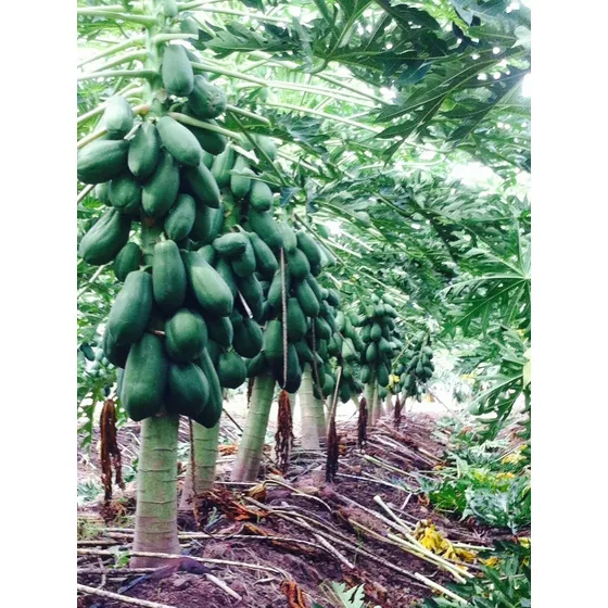 300 Semillas De Papaya Mulata