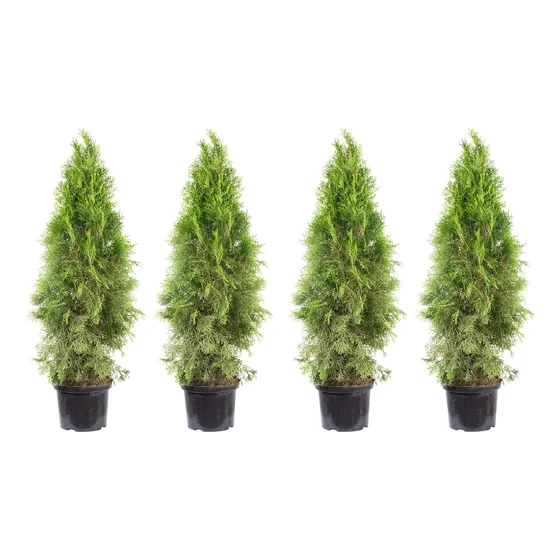 Thuja Occidentalis   Smaragd  Esculturales !