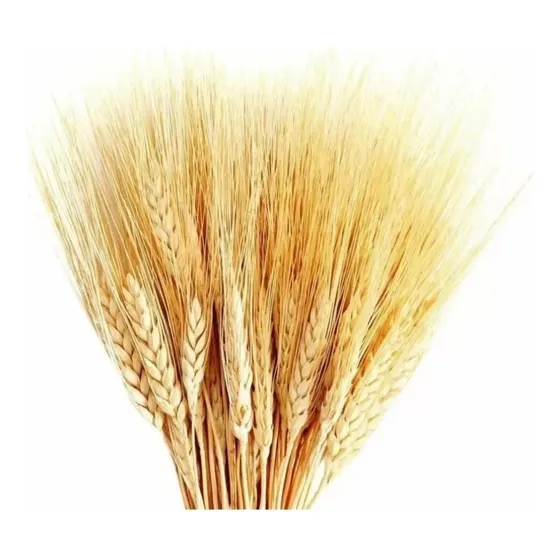 50 Trigos 40cm Secos Fechos Fardos Maços Ramos Decoração