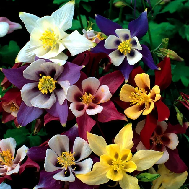 20 Semillas Aquilegia Mc Kana Gigante - Mix De Colores
