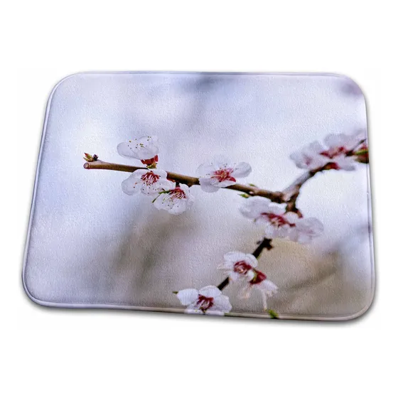 Rama Curva Albaricoque Japon Flor Fresca Alfombra Baño