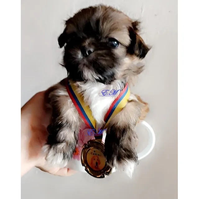 Shitzu Preciosos Cachorros  Mini Shih Tzu Garantìa De Pureza
