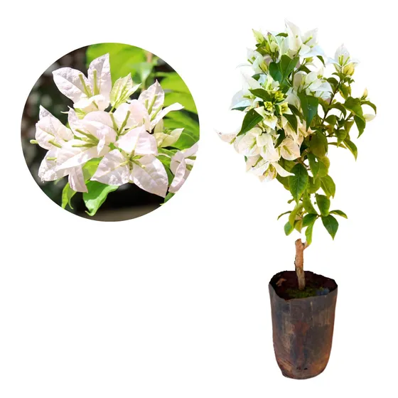 Muda De Primavera Branca - Fácil Plantio