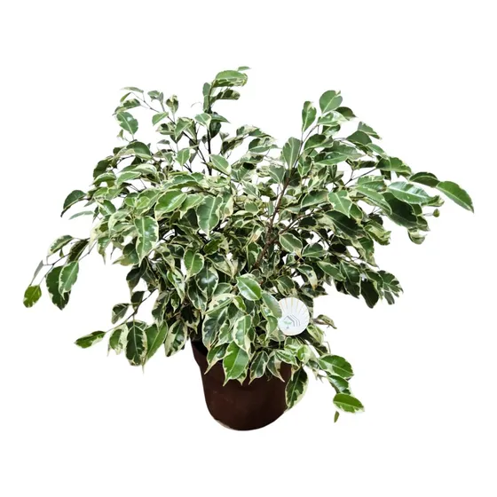Muda Ficus Benjamina Variegata (planta Natural)