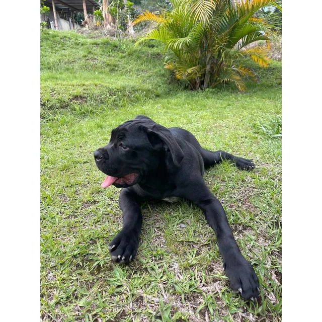 Hermoso Cachorro Mastín Italiano Disponible Cane Corso Perro