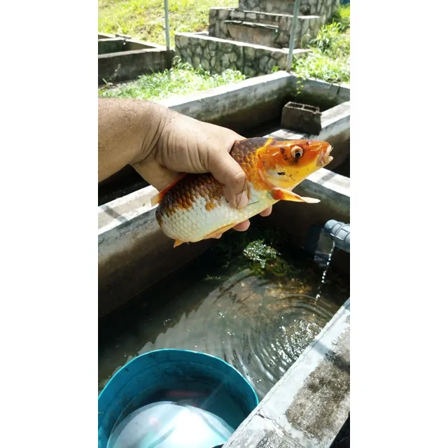 Peces Angeles Y Koi