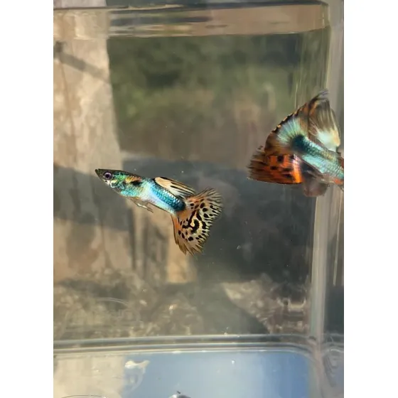 Peixe Ornamental Guppy De Linhagem - Sadleback Red Mosaico