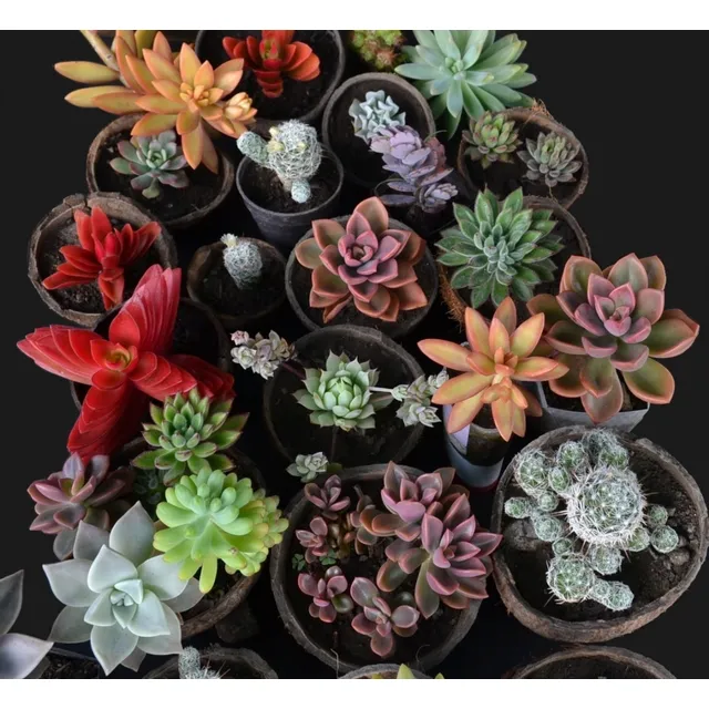 Suculentas Y Cactus Arreglos Macetas