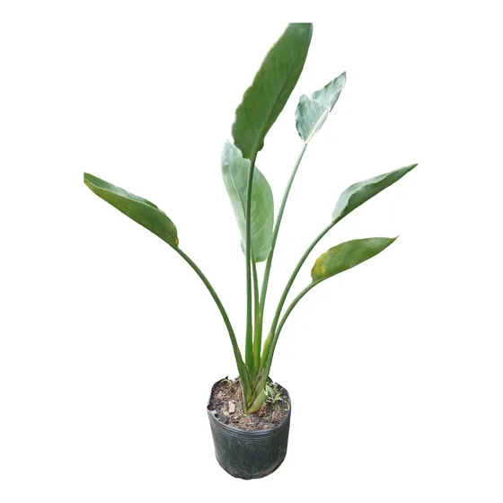 Planta Strelitzia 