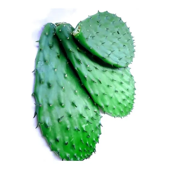Hojas O Pencas De Tuna O Nopal Opuntia Medicinal