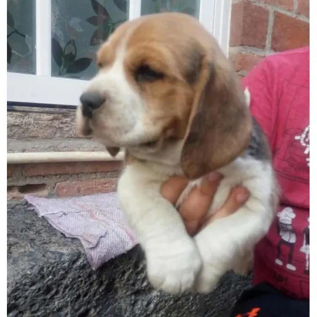 Beagle Cachorros