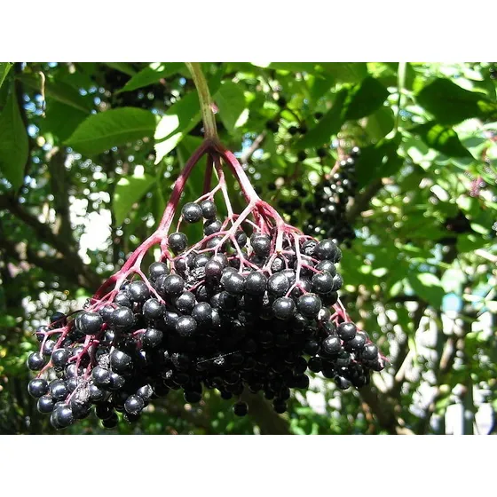 20 Semillas De Saúco Negro Sambucus Nigra Frutal Ornamental