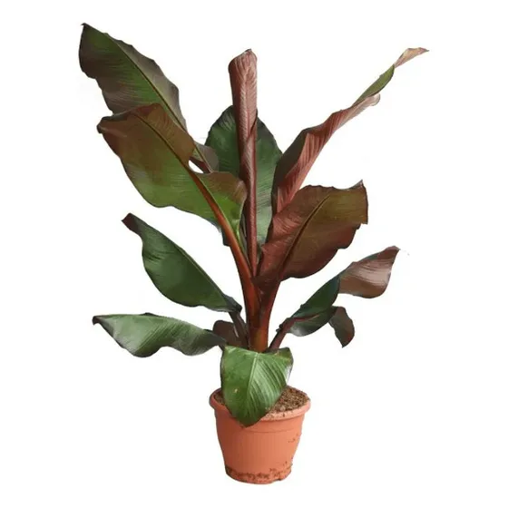 Bananero Exótico ( Ensete Ventricosum), Bananero De Etiopía