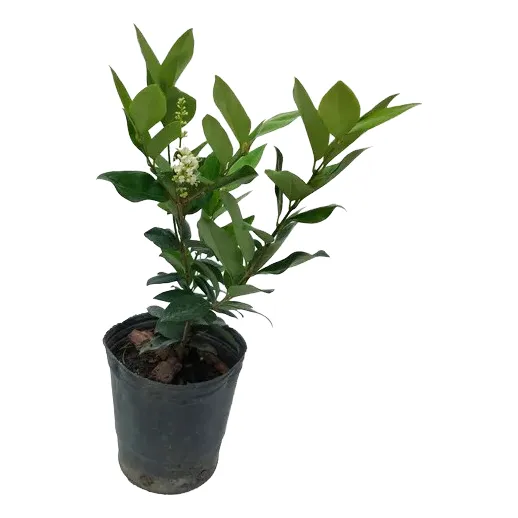 Olea Texana Para Cerco E. 04 Lts - Envios - Vivero Kirken