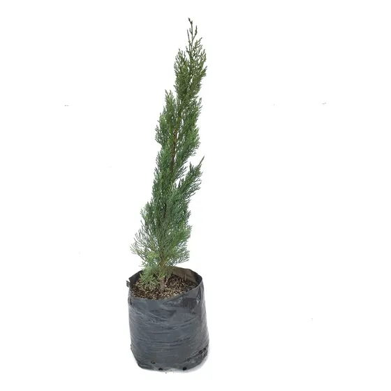 Pino Vela - Ciprés Común - Cupressus Sempervirens