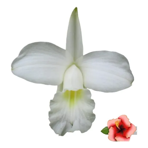 Orquídea Arundina Alba Blanca Orquídeas Bambu