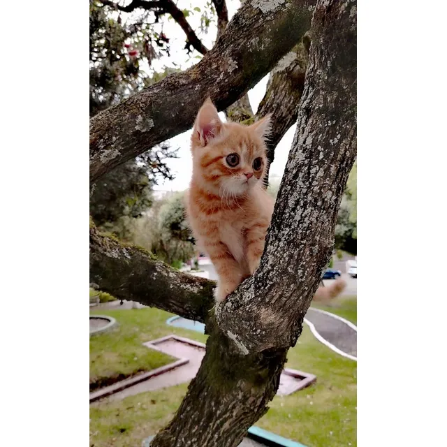 Gatitos Persa Exótico En Quito