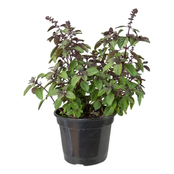 Hortaliça Manjericão Natural Organico