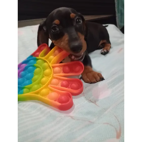 ¡¡¡ Cachorros Salchichas Miniatura Dachshund Cachorras !!!