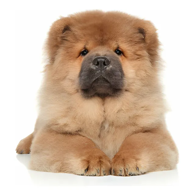 Perros Chow Chow Cachorros Medellín Bogotá Cali Barranquilla