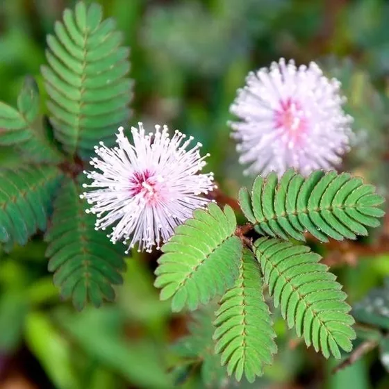 Semillas Mimosa Pudica