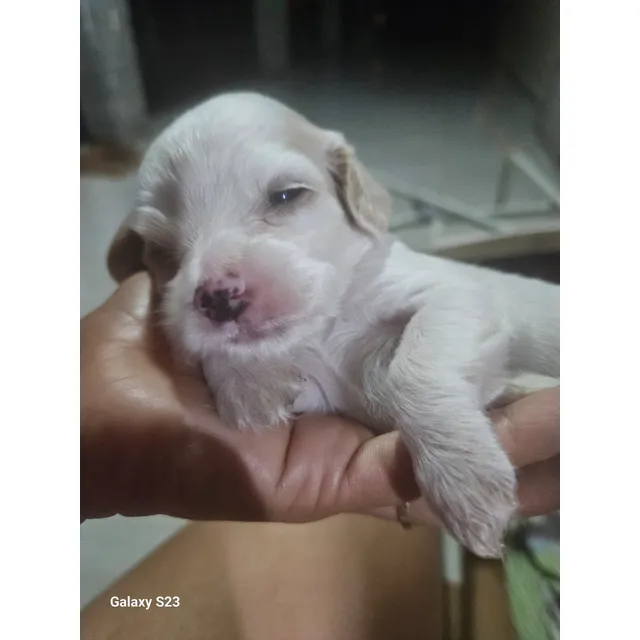 Mascota