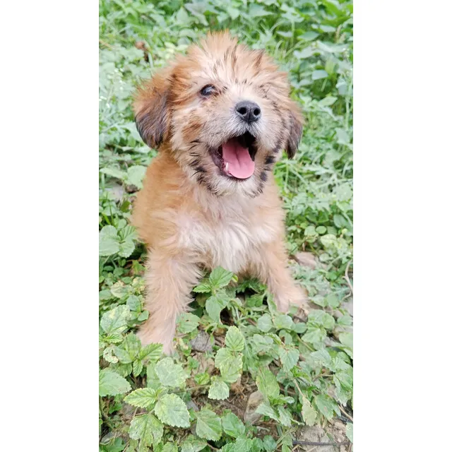 Poodle Cachorro
