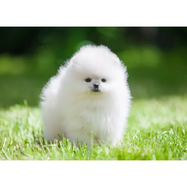 Cachorros Pomerania Spitz Mini Lulu Medellín Bogotá Cali