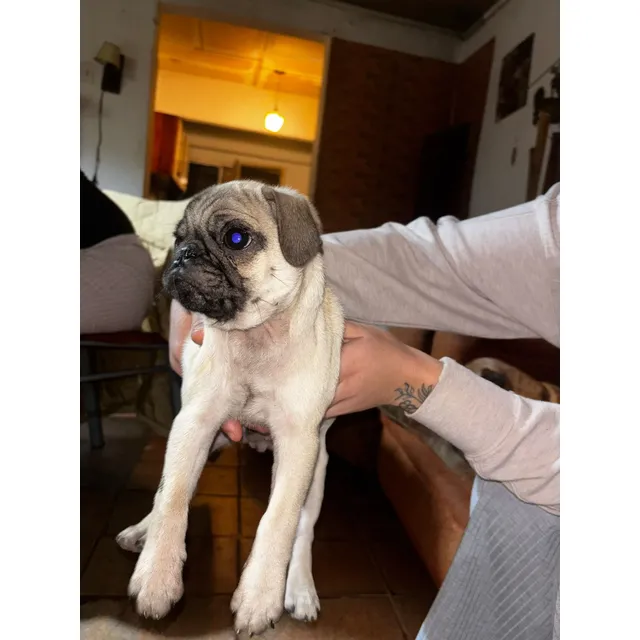 Perritos Puk
