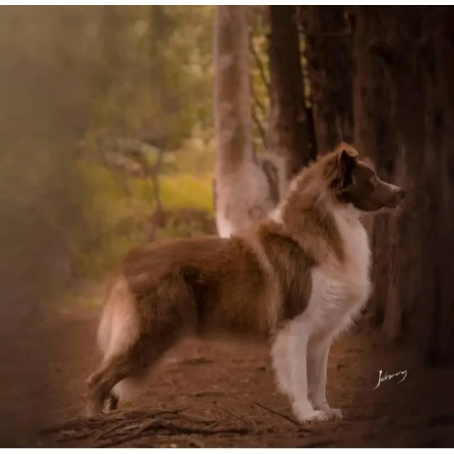 Border Collie Macho Preto E Branco Com Pedigree