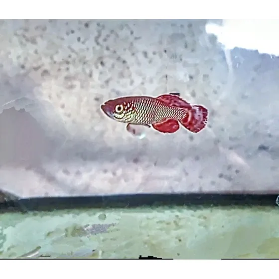 Killifish Nothobranchius Korthausae (casal)
