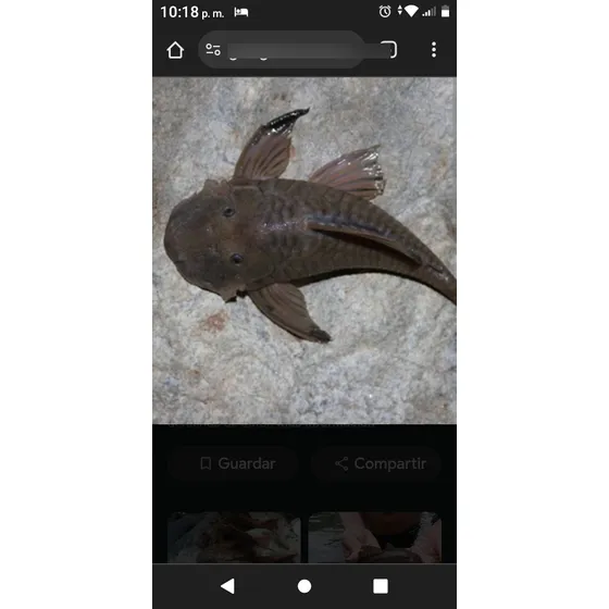Peces Corronchos 